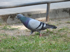 Columba livia