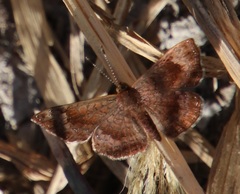 Calephelis sinaloensis