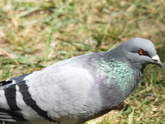 Columba livia