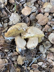 Boletus barrowsii