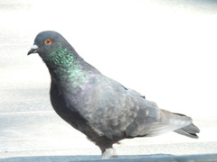 Columba livia