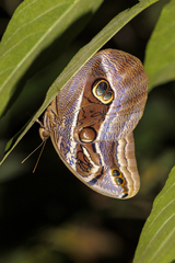 Eryphanis