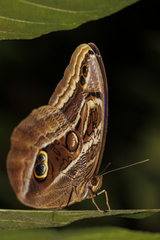 Eryphanis