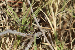 Erpetogomphus crotalinus