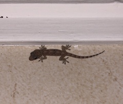 Hemidactylus mabouia