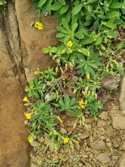 Crepidiastrum lanceolatum