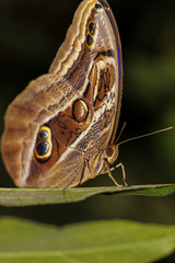 Eryphanis