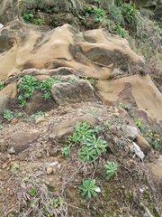 Crepidiastrum lanceolatum