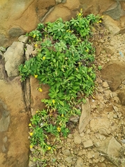 Crepidiastrum lanceolatum