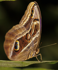 Eryphanis