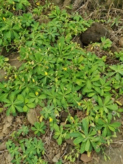 Crepidiastrum lanceolatum