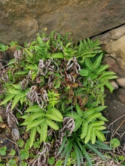 Pteris minor