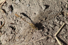 Erpetogomphus crotalinus