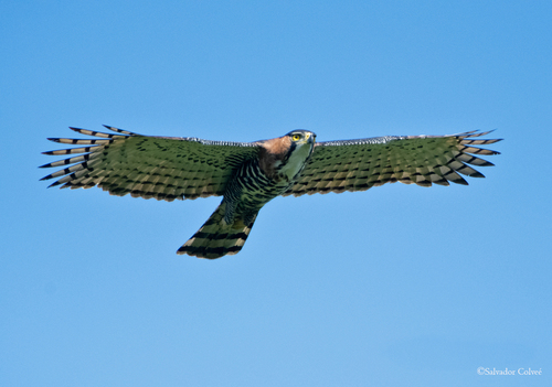 Spizaetus ornatus image