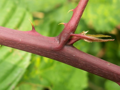 pilated-leaved blackberry