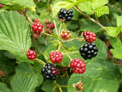 Blackberry