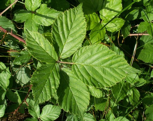 pilated-leaved blackberry
