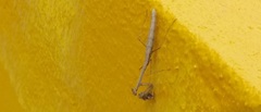 Musonia remota