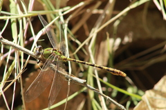 Erpetogomphus crotalinus