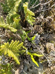 Doryopteris triphylla