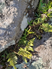 Doryopteris triphylla