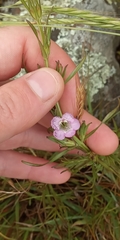 Agalinis communis