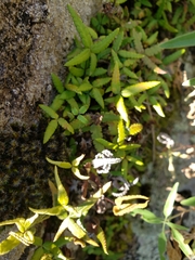 Doryopteris triphylla