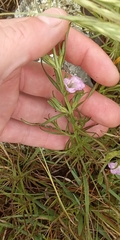 Agalinis communis