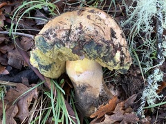 Butyriboletus persolidus