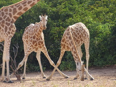 Giraffa camelopardalis peralta