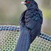 Pacific Koel - Photo (c) Kazredracer, some rights reserved (CC BY-NC-ND)