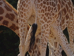 Giraffa camelopardalis peralta