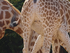 Giraffa camelopardalis peralta