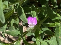 Rostellularia adscendens