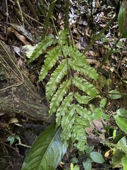 Tectaria cicutaria