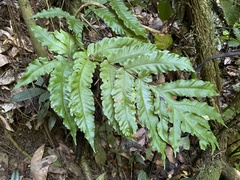 Tectaria cicutaria