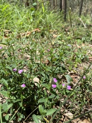 Rostellularia adscendens