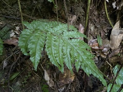 Tectaria cicutaria