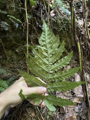 Tectaria cicutaria