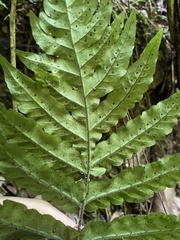 Tectaria cicutaria