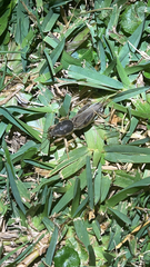 Neoscapteriscus borellii