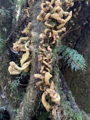 Austrobasidium pehueldeni