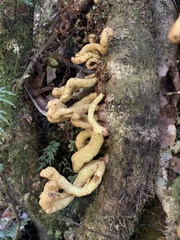 Austrobasidium pehueldeni