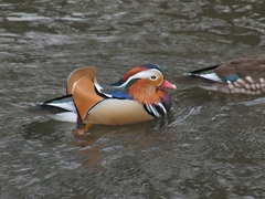 Aix galericulata