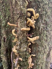 Austrobasidium pehueldeni