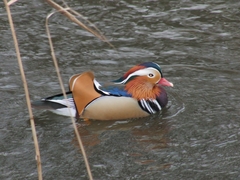 Aix galericulata