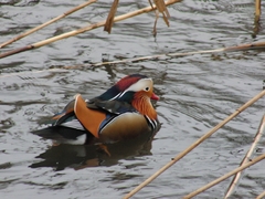 Aix galericulata