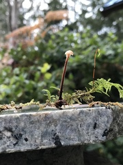 Auriscalpium vulgare