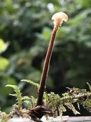 Auriscalpium vulgare