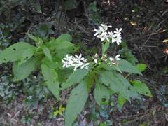 Verbesina virginica image